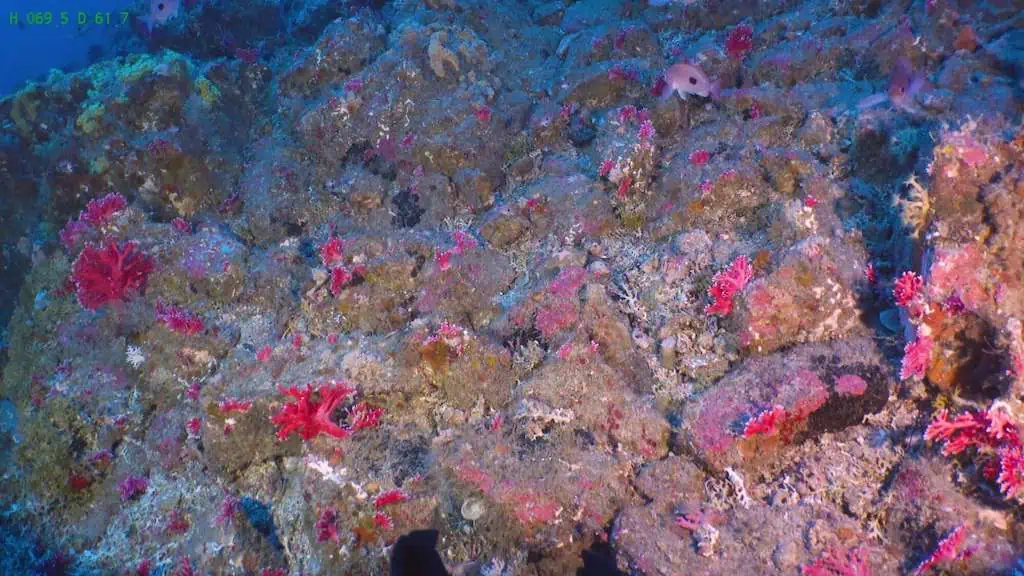 Exploring Mesophotic Reefs: Innovations in Research with ROV Technology in New Zealand