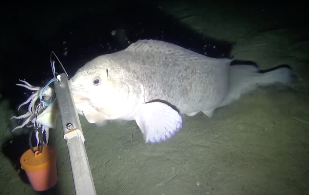 SubC’s Autonomous Imaging Enhances Critical Data Collection in the Labrador Sea