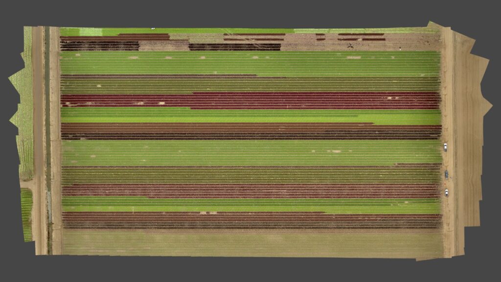 Orthomosaic of the surveyed baby lettuce field